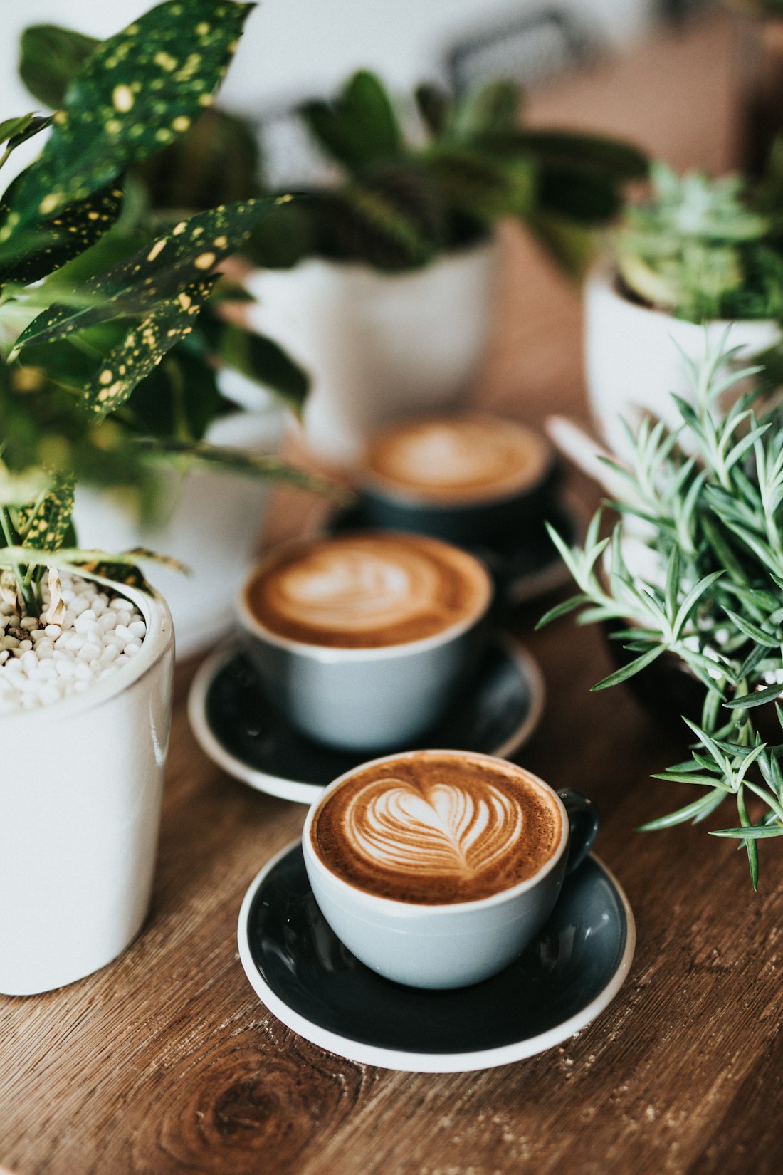 First Light light roast
